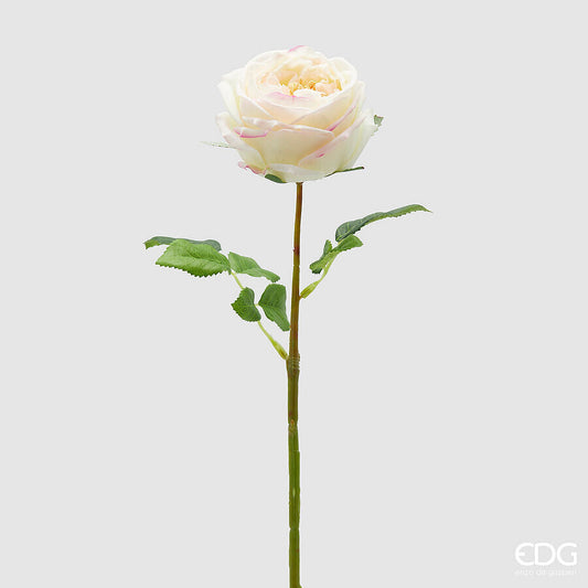Rosa Elide