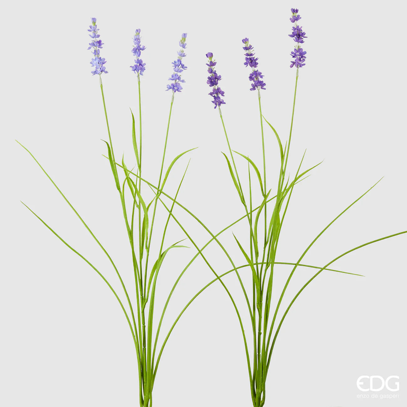 Lavanda