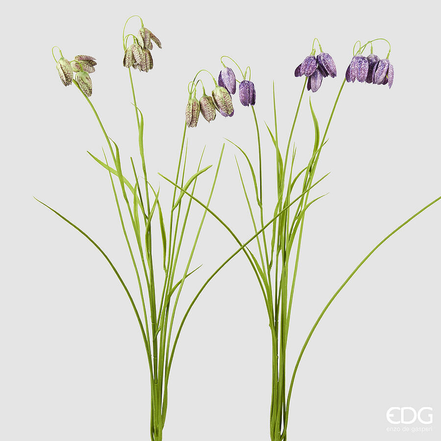 Fritillaria