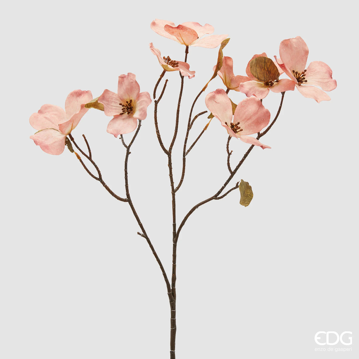 Cornus