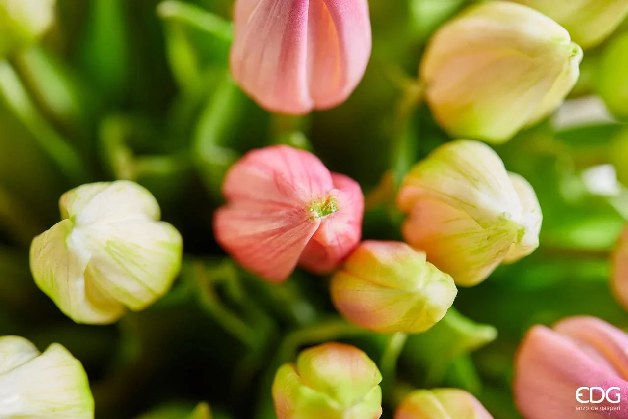Tulipani boccioli