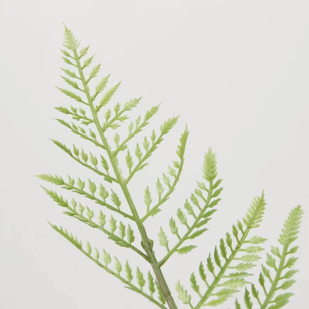 Felce decorativa