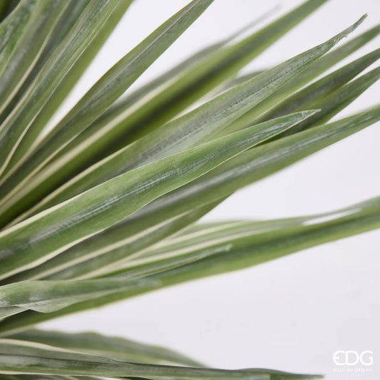 Agave