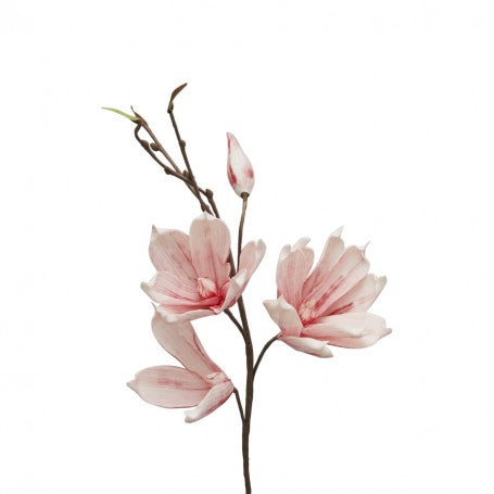 Magnolia
