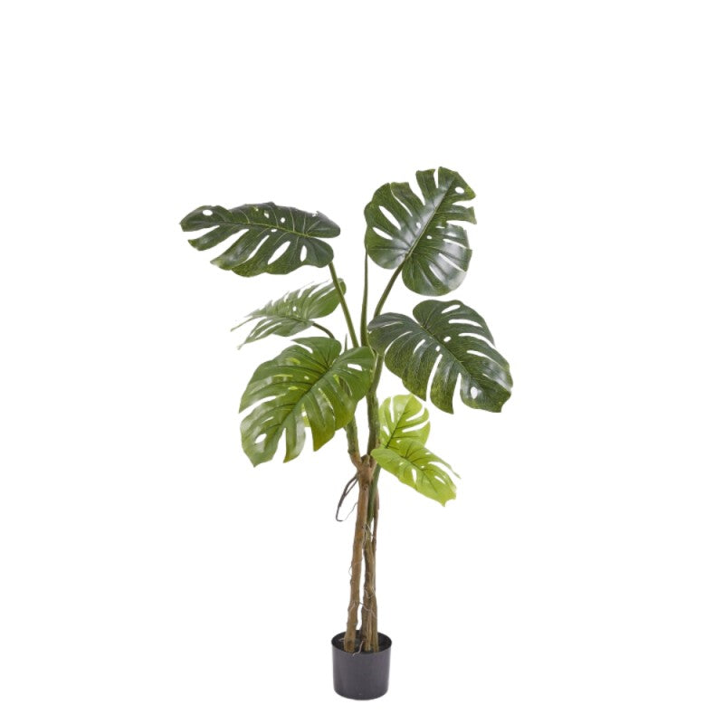Monstera