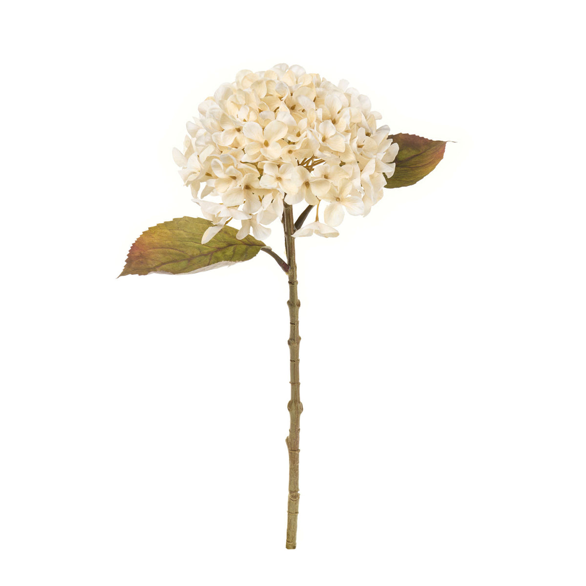 Ortensia Crema con foglie
