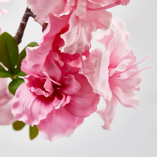 Sakura (ciliegio giapponese) Enzo De Gasperi