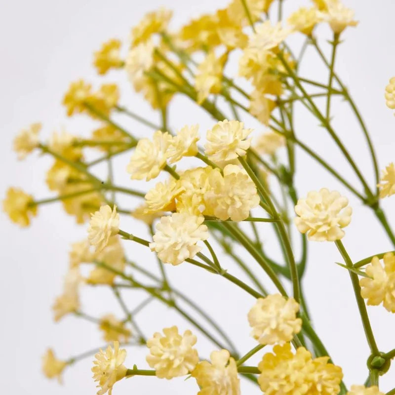 Gypsophila