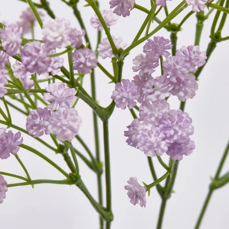 Gypsophila