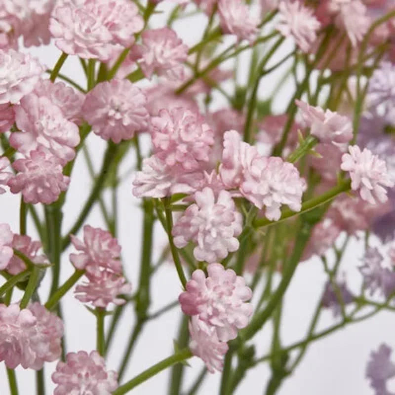 Gypsophila