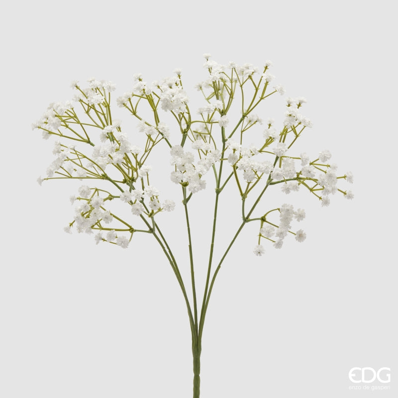 Gypsophila