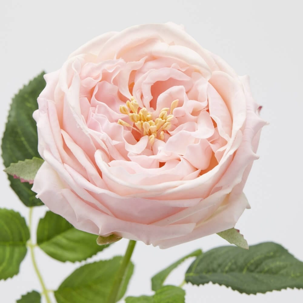 Rosa Elide