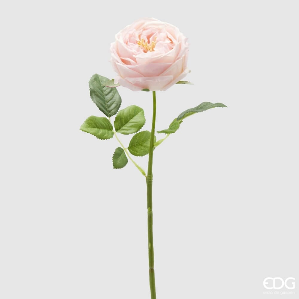 Rosa Elide
