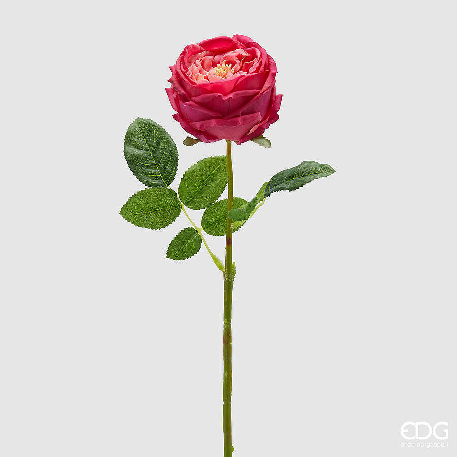 Rosa Elide