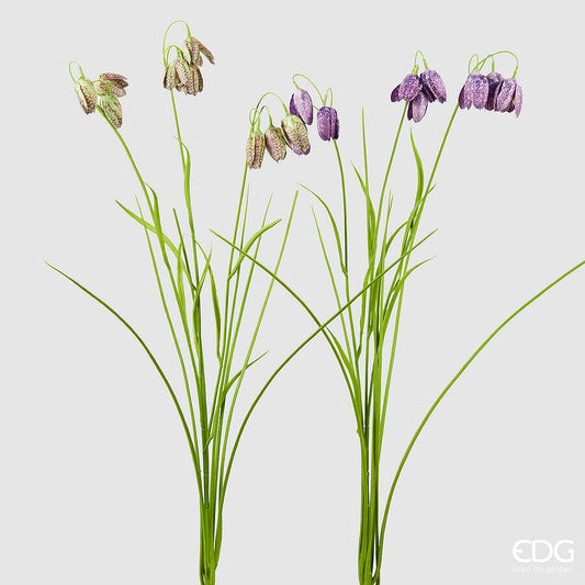 Fritillaria