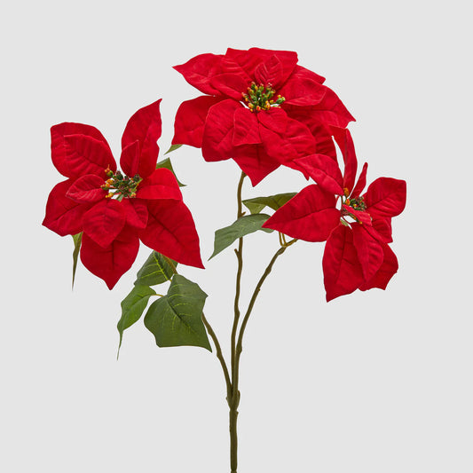 Stella di Natale Edg