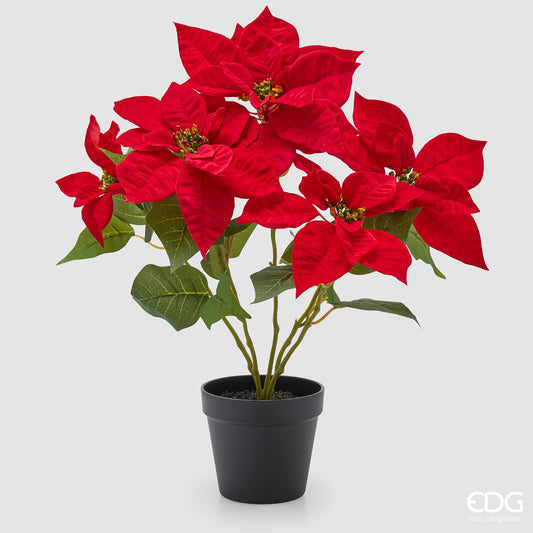 Stella Natale bianca Enzo De Gasperi H. 45 cm