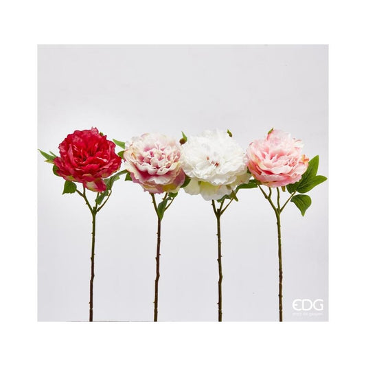 Peonie Olis