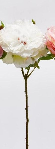 Peonie Olis