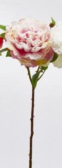 Peonie Olis