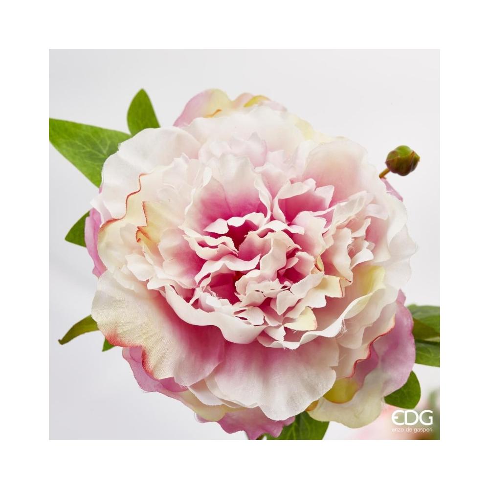 Peonie Olis