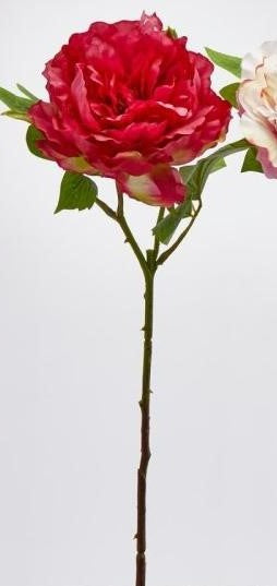 Peonie Olis