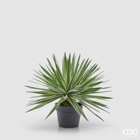 Agave