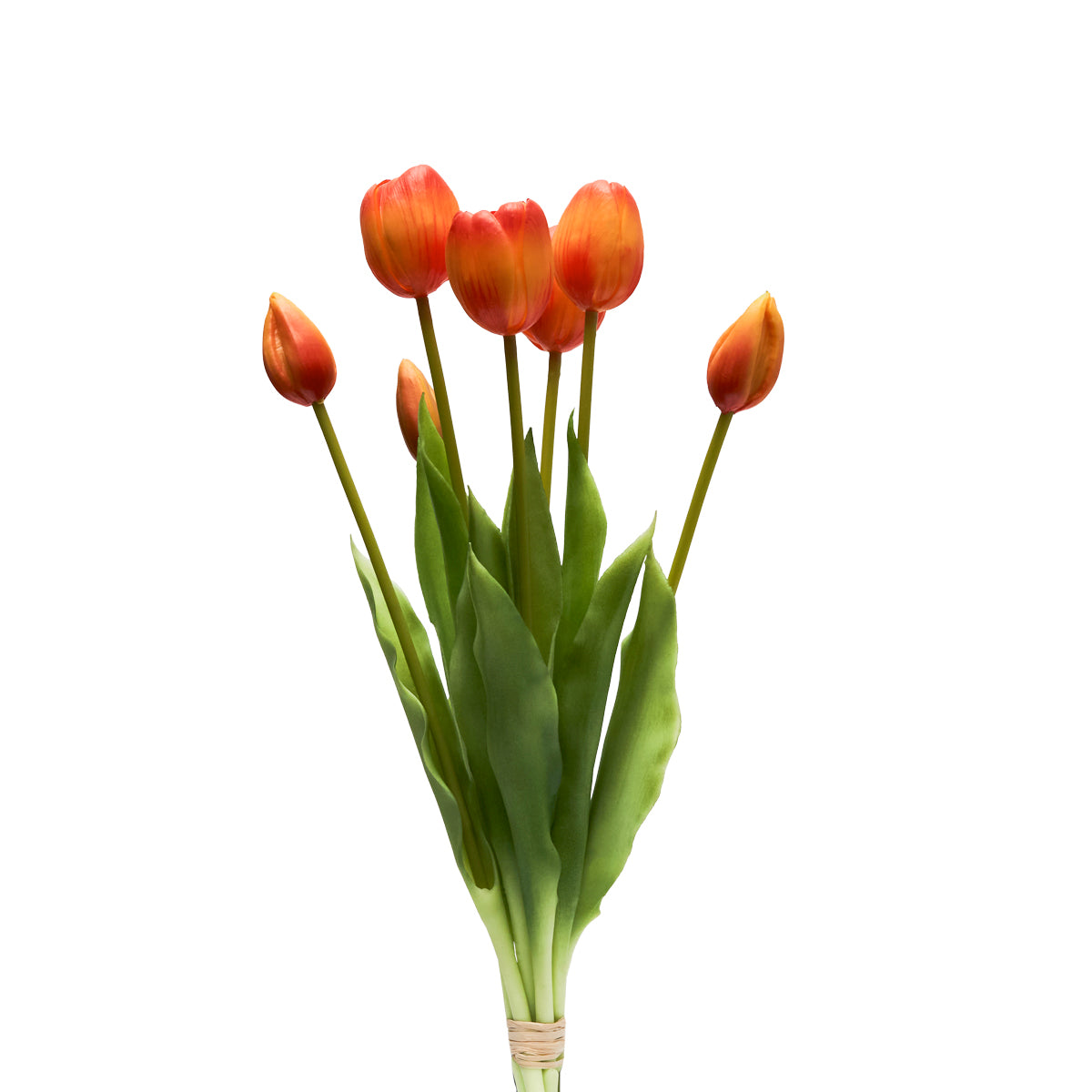 Tulipani Henriette