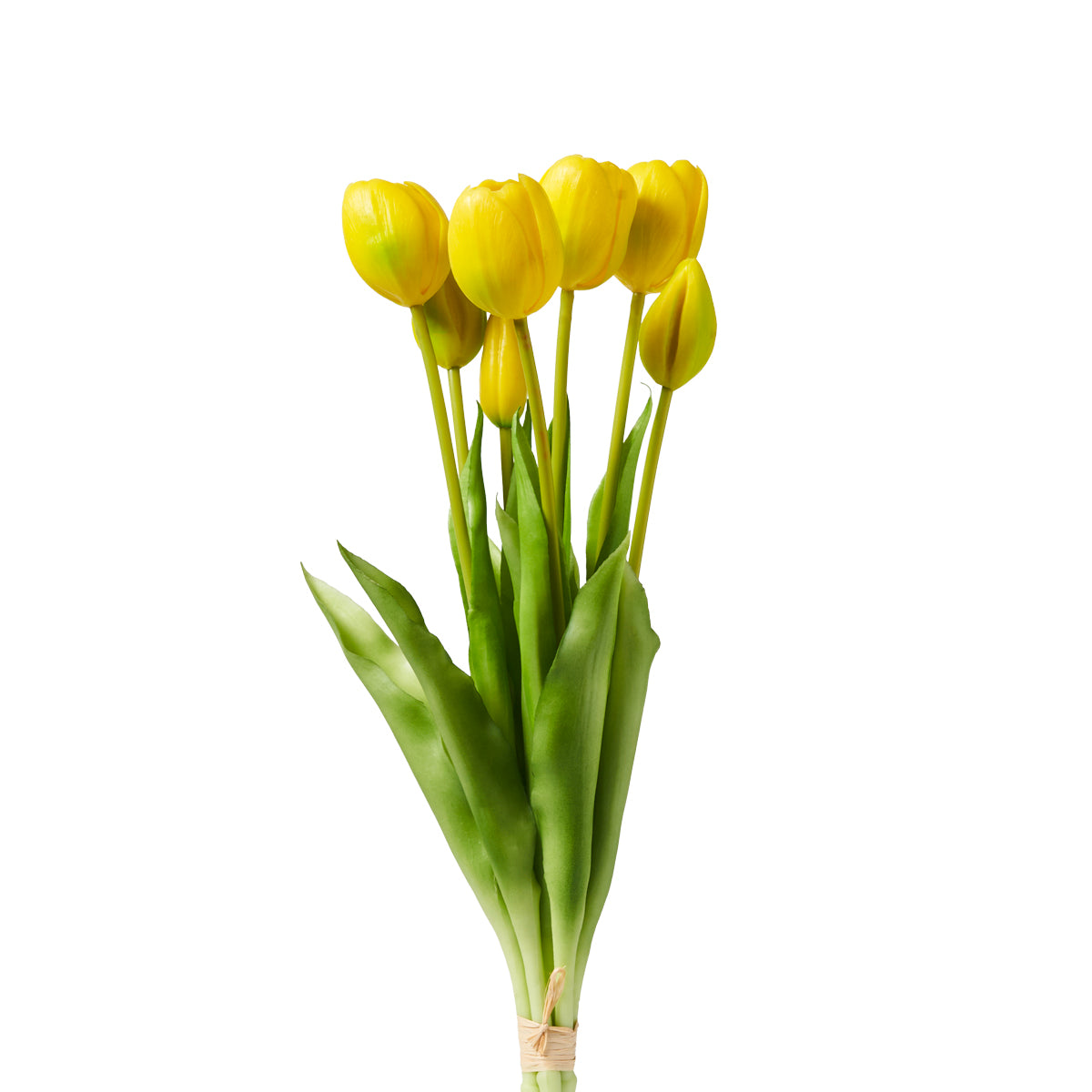 Tulipani Henriette