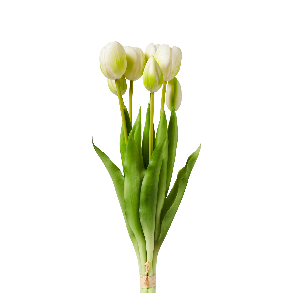Tulipani Henriette