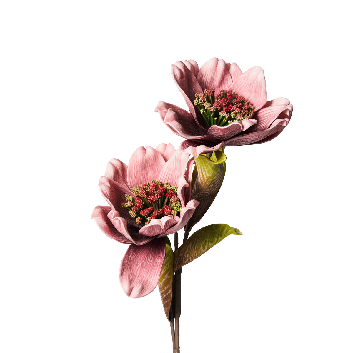 Doppia Magnolia