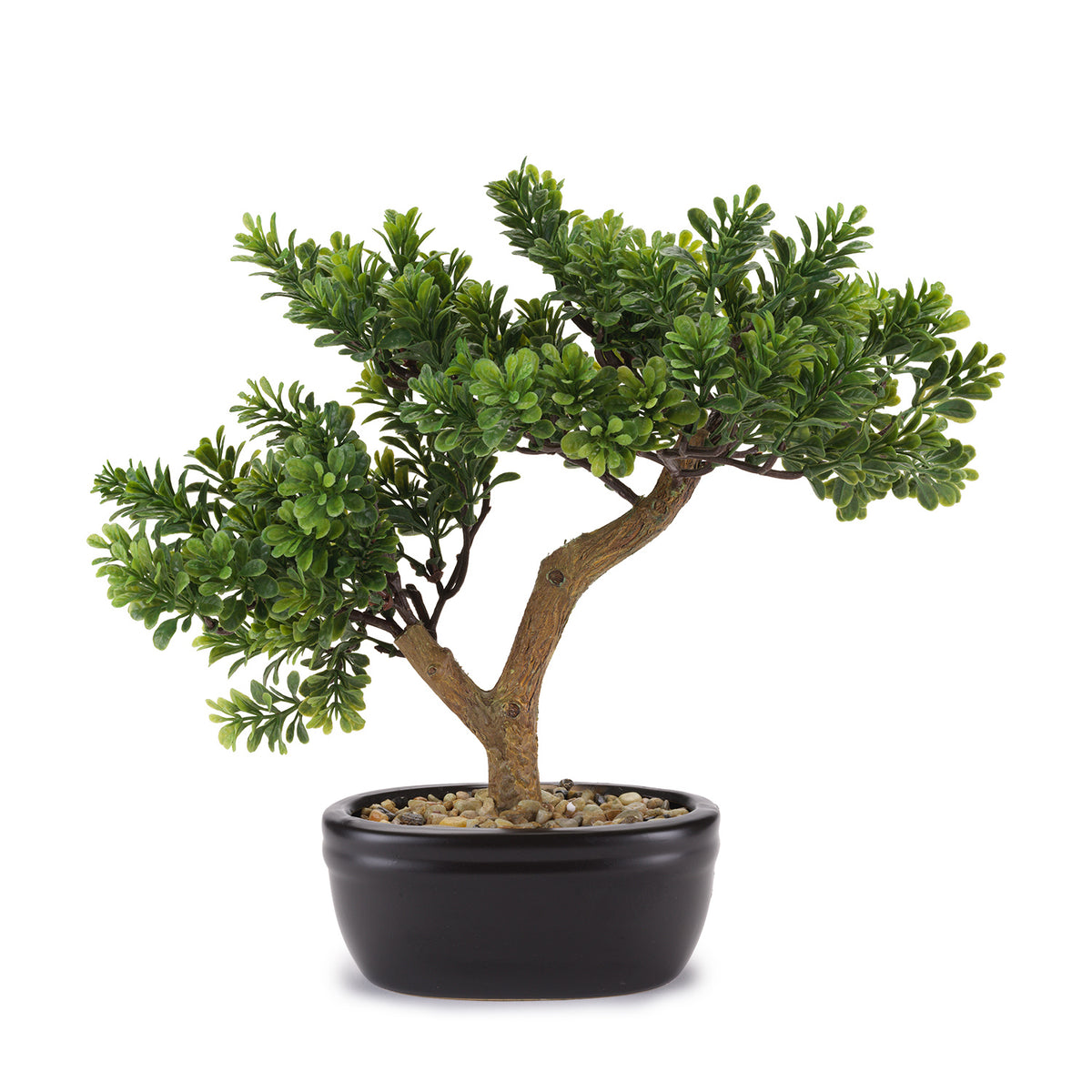 Bonsai cedro "Flowers" Henriette