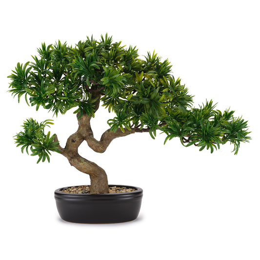 Bonsai tasso giapponese "Flowers " Henriette