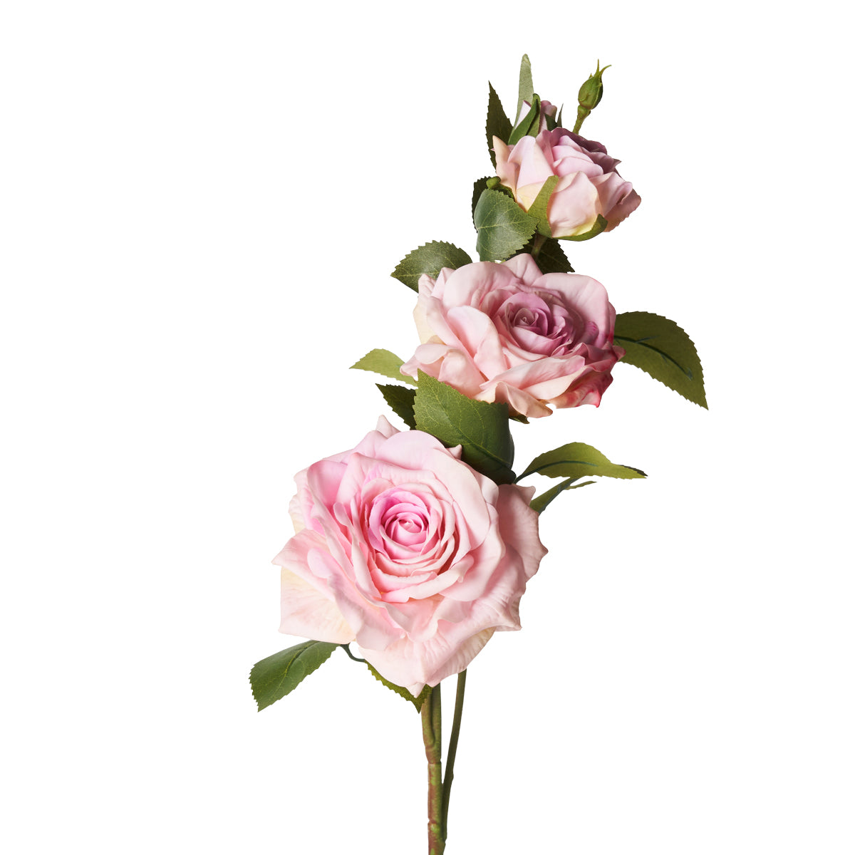 Rosa Real Touch