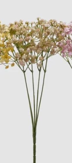 Gypsophila