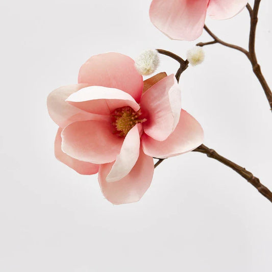 Magnolia Stell Ramo Enzo De Gasperi
