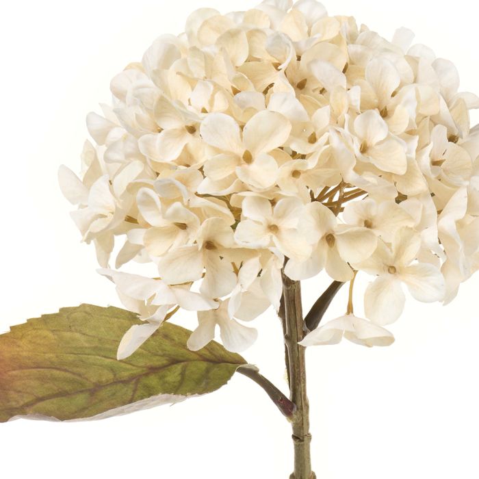 Ortensia Crema con foglie