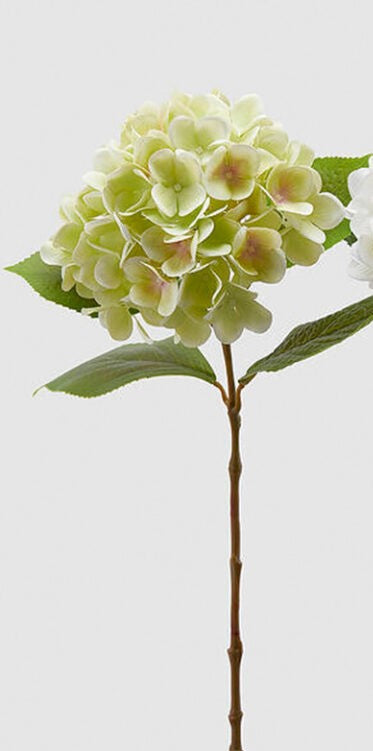 Ortensia