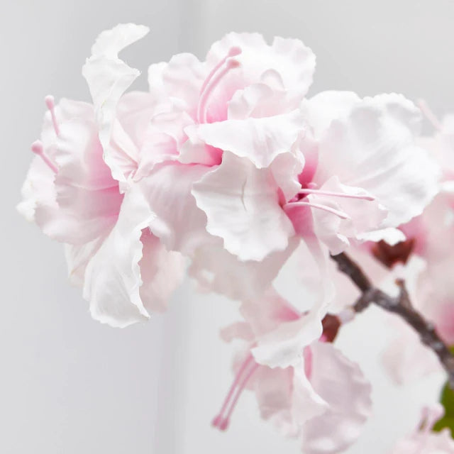 Sakura (ciliegio giapponese) Enzo De Gasperi