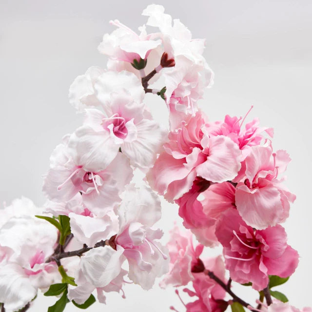 Sakura (ciliegio giapponese) Enzo De Gasperi