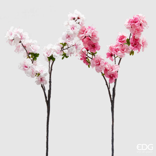 Sakura (ciliegio giapponese) Enzo De Gasperi
